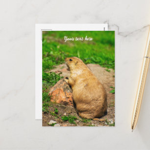 Black-Tailed Prairie Dog Holiday Postcard