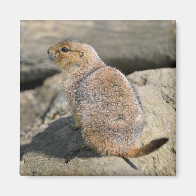 Black-tailed Prairie Dog Magnet (Front)