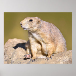 Black-tailed Prairie Dog Poster
