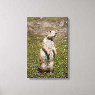 Black-Tailed Prairie Dog Wildlife Photo Canvas Print