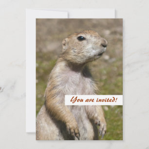 Black-Tailed Prairie Dog Wildlife Photo Invitation