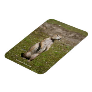 Black-Tailed Prairie Dog Wildlife Photo Magnet