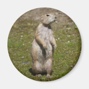 Black-Tailed Prairie Dog Wildlife Photo Magnet