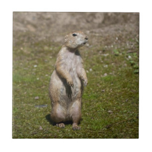 Black-Tailed Prairie Dog Wildlife Photo Tile