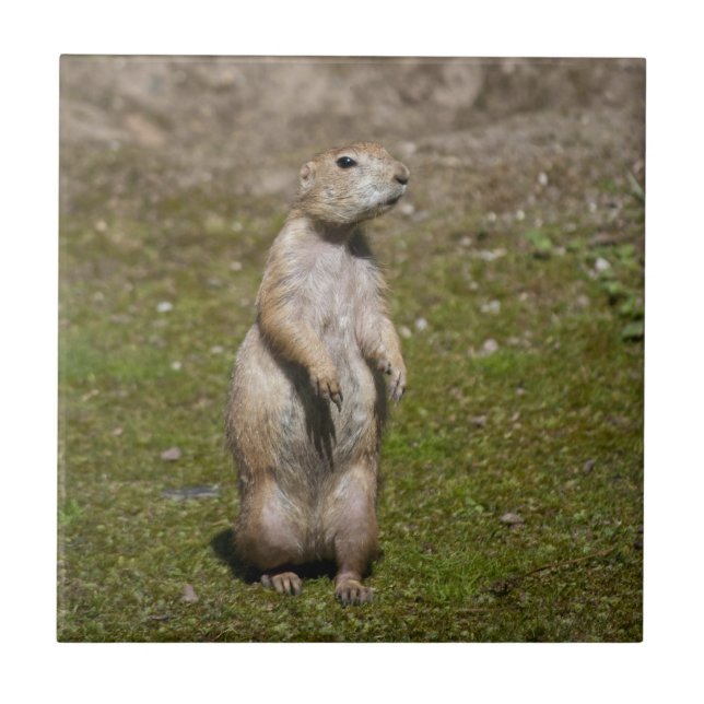 Black-Tailed Prairie Dog Wildlife Photo Tile (Front)