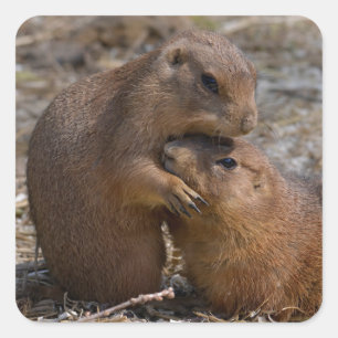 Black-tailed Prairie Dogs Square Sticker