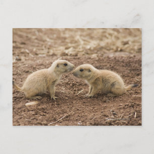 Black Tailed Prarie Marmot Postcard
