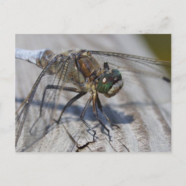 Black-tailed Skimmer Postcard (Front)