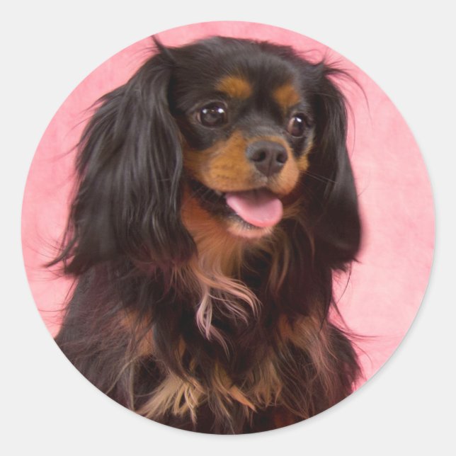 Black & Tan Cavalier King Charles Pink Sticker (Front)