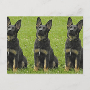 Black & Tan GSD Pup Postcard