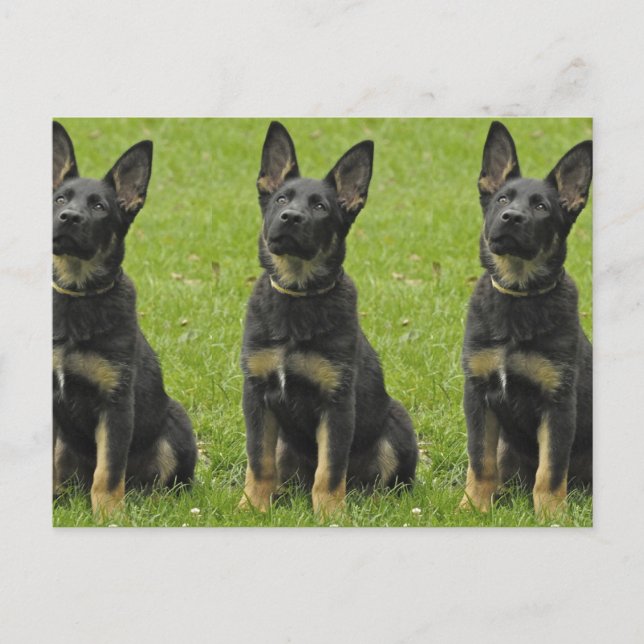 Black & Tan GSD Pup Postcard (Front)