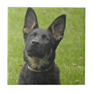 Black & Tan GSD Pup Tile