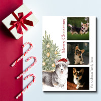 Black Tan White Corgi Christmas Tree Pet Dog Photo