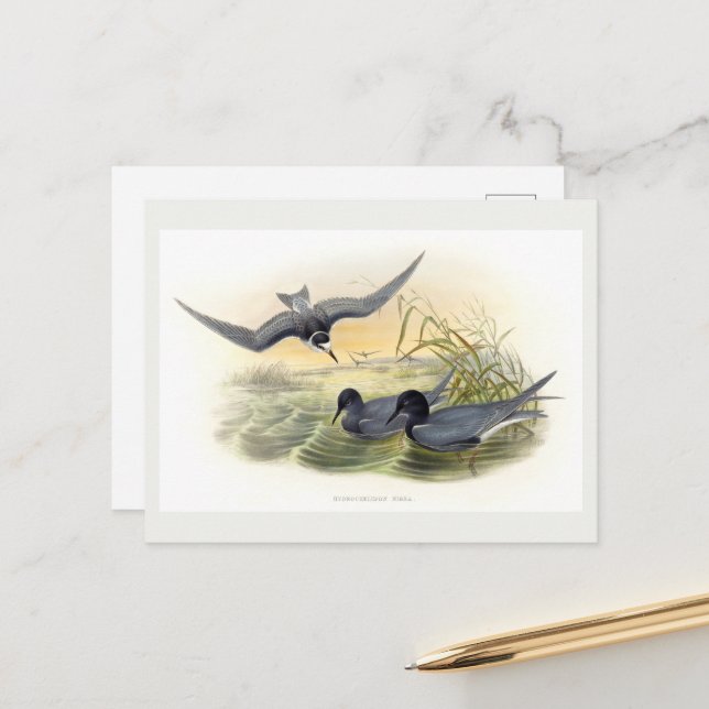 Black Tern  Postcard (Front/Back In Situ)