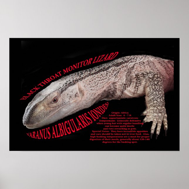Black Throat Monitor Lizard Poster (Front)