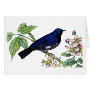 Black Throated Blue Warbler Bird Thank You Card
