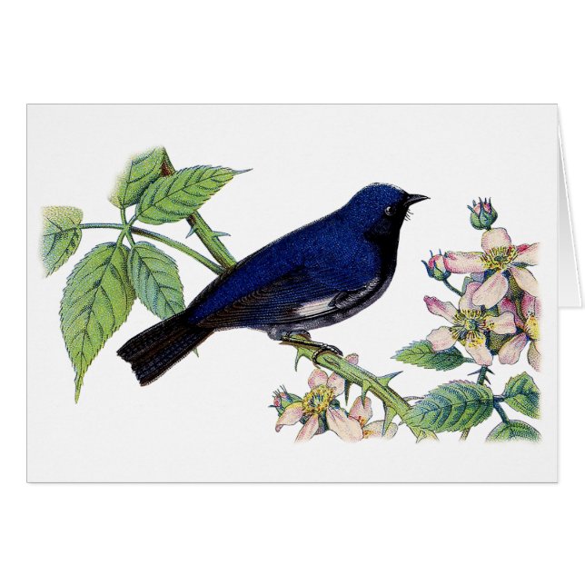 Black Throated Blue Warbler Bird Thank You Card (Front Horizontal)