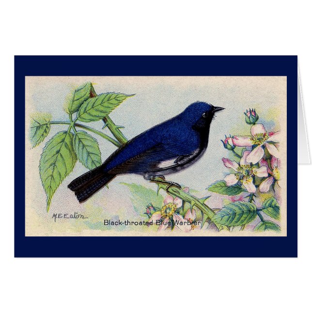 Black Throated Blue Warbler Bird Thank You Card (Front Horizontal)