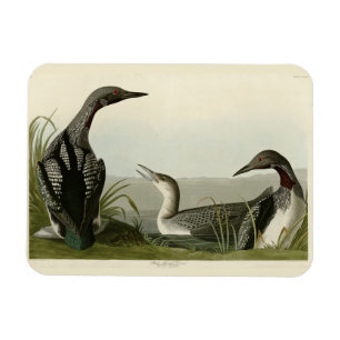 Black-Throated Diver Loon Audubon Birds of America Magnet