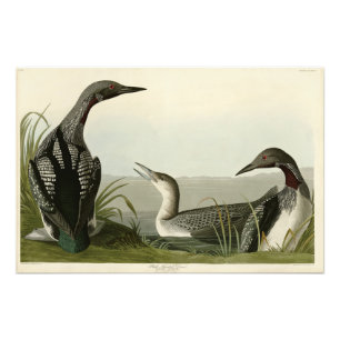 Black-Throated Diver Loon Audubon Birds of America Photo Print