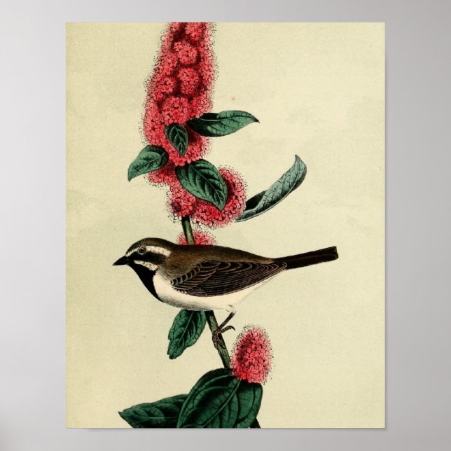 Black Throated Finch Poster (Front)