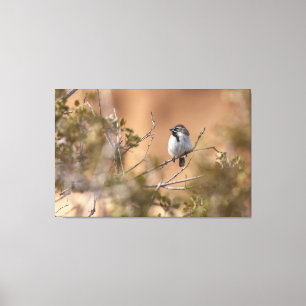 Black-throated Sparrow Canvas Print