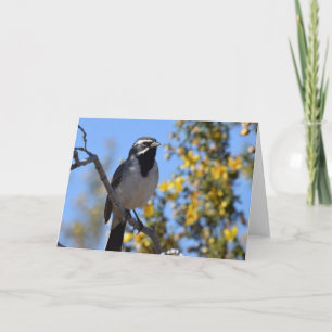 Black-throated Sparrow Card