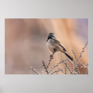 Black-throated Sparrow Poster