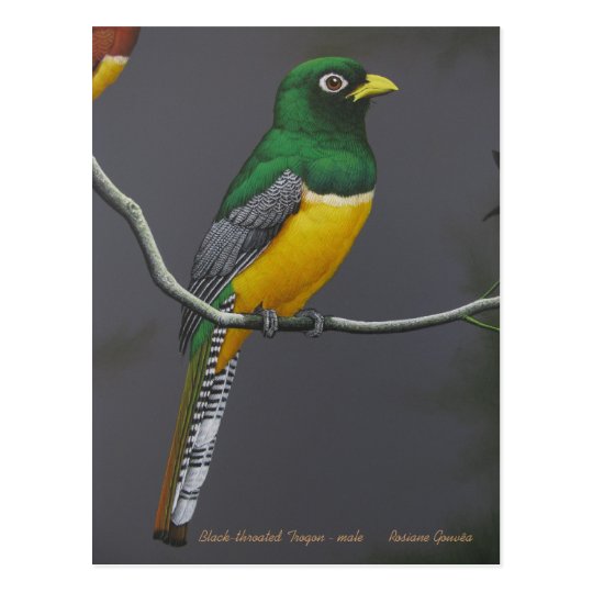 Black-throated Trogon - male Postcard