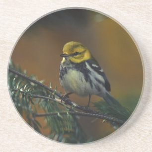 Black throated warbler coaster