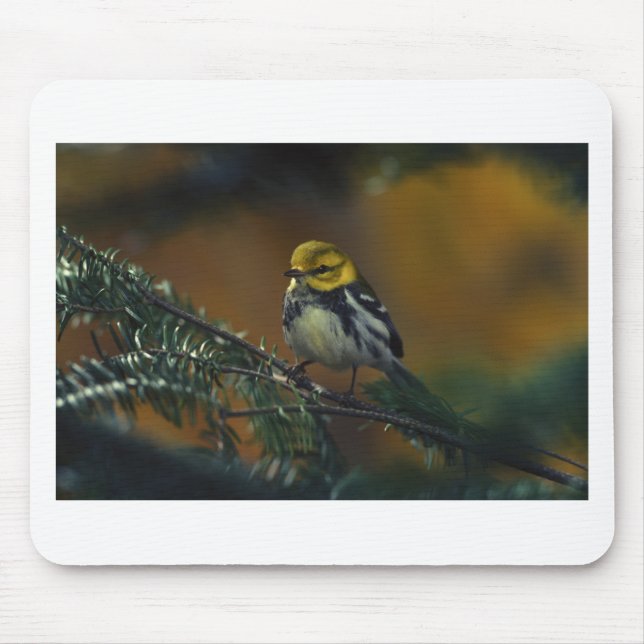 Black throated warbler mouse mat (Front)
