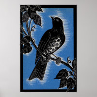 black thrush with blue