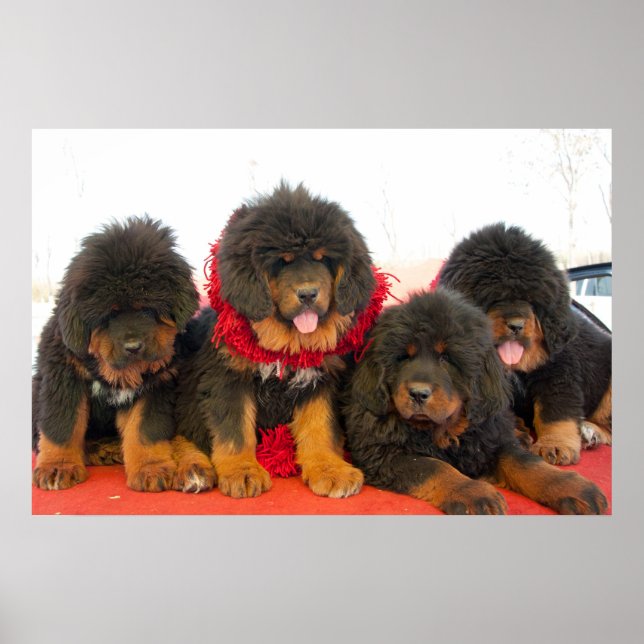 Black Tibetan Mastiff Poster (Front)