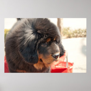 Black Tibetan Mastiff Poster
