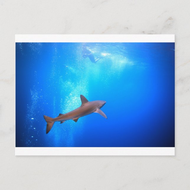 Black-tip reef shark swimming underwater postcard (Front)