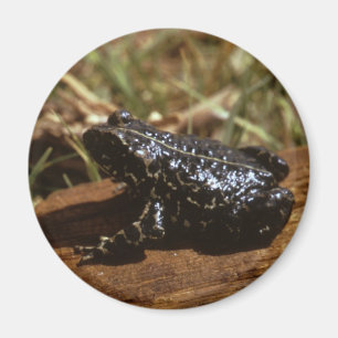 Black Toad Magnet