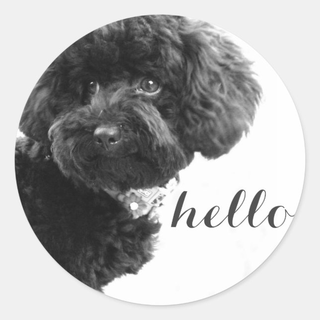 Black Toy Poodle in B&W Photography Personalised Classic Round Sticker (Front)