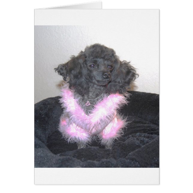 Black Toy Poodle in Pink Sweater oh la la (Front)