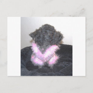Black Toy Poodle in Pink Sweater oh la la Postcard