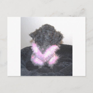 Black Toy Poodle in Pink Sweater oh la la Postcard