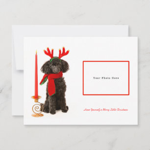 Black Toy Poodle Merry Christmas Holiday Card