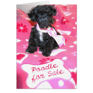 Black Toy Poodle Puppy-for sale card