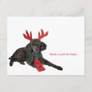 Black toy poodle with reindeer antlers holiday postcard