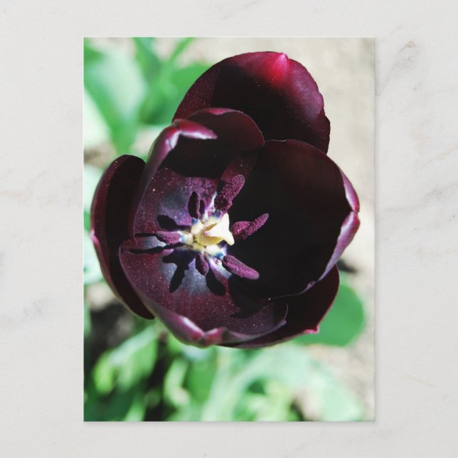 Black tulip macro postcard (Front)