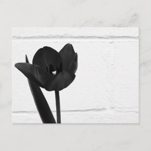 Black Tulip Postcard