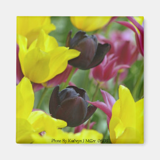 Black Tulips Magnet