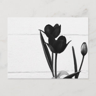 Black Tulips Postcard