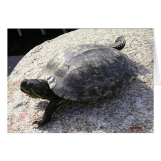Black Turtle