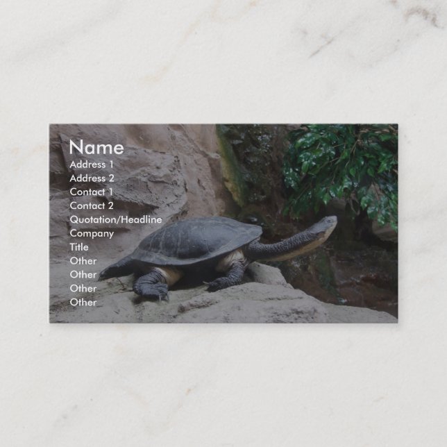 Black Turtle With Long Neck On The Rocks Business Card (Front)