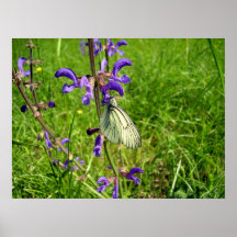 Black Veined White Butterfly Poster